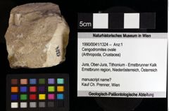 Foto (Objket + Etiketten) von Cengodromites ovale 